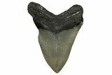 Bargain, Fossil Megalodon Tooth - North Carolina #338573-1